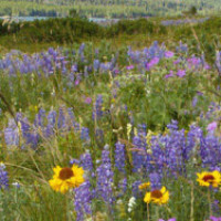 血流麻将 十八罗汉杠上开花, 三张全胡完美!