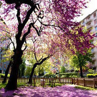 网名看性格王者荣耀骚白分析队友诸葛亮名字荣