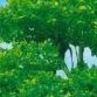 《芈月传》刘涛生孩子片段,这花絮就和真的一