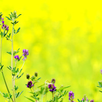 拳皇97 包王魔七枷社教学篇, 猥琐轻手流无限折