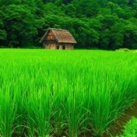 明朝古代厨师穿越现代香港,没想到做了一道宫