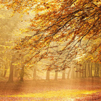 汪星人泰迪狗放屁男主人都被熏倒了,狗狗振振