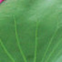 用FIFA18预测世界杯!法国对阵乌拉圭看好谁?