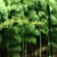 喜神震撼开嗓,模仿张杰唱英文歌