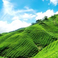 女军官穿礼服踩高跟鞋