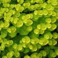 疾速QQ飞车:鲁竜要开一辆排气孔最多的车!这