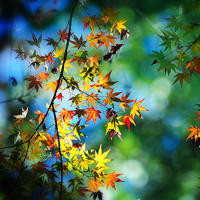 海子为什么在山海关卧轨死时抱着《圣经》,可