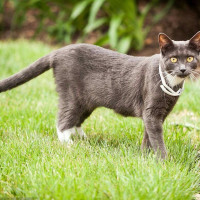 熊出没:寻找虎妞的路上困难重重,熊二不小心滚