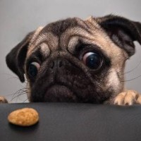 光头强 改编的搞笑歌曲《歌在飞》《征服》,太