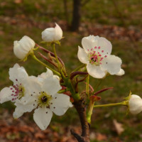 冯提莫唱仙剑三主题曲,要离开这声卡,唱歌也就