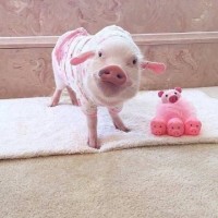 爱情进化论:张天爱是如何怼爱挑事的同事的,很