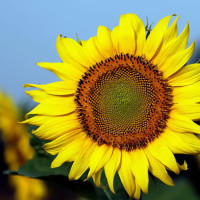 贵州一村民好奇放生几只小龙虾 如今泛滥成灾