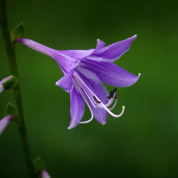 赌霸粤语版,郑裕玲与大傻合伙忽悠达叔,感觉要