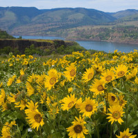 [八星报喜]粤语版,演贱人的代表,陈百祥之下就