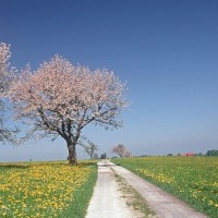 秃头清水的由来--汤米清水极限生存《迷你世界