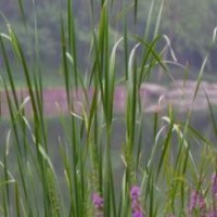 豫剧经典曲目《泪洒相思地》选段,18岁学生竟