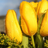 白鸟警官还是揭露了真相,尽管这让他很难开口