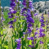 我的世界动画:小狼在地狱的奇幻冒险