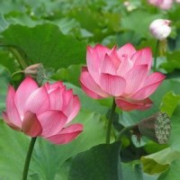 杨幂佟丽娅点名班长上台表演,班长秀肌肉,看呆