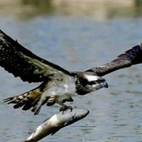 迷你世界:黑科技刷取全套人物皮肤教学!