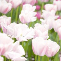 北美玩具亲子游戏小猪佩奇玩具冰淇淋商店开业