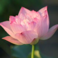 扶摇终极预告强势来袭,片花太燃了眼神绝杀,远