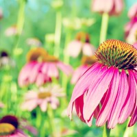 李玟割双眼皮柳岩打瘦脸针公开承认整容为她们