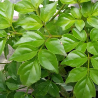 CF手游:全游戏射速最快的步枪,超越了冲锋枪,