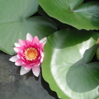 《梦想的声音》:他舞台上唱了这首歌,林忆莲入