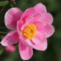 刺激战场 外设党 吃鸡神器 学会了我这套压枪方