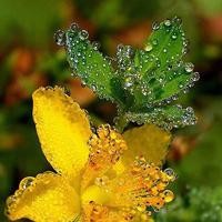 《绝代双骄》江玉燕移花接木吸小鱼儿的功力,