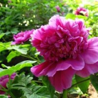 王者荣耀:张大仙实力秀狄仁杰,阿珂竟然无从下