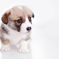 吃鸡真人版:熊孩子超搞笑枪战,你们是来负责逗