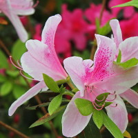 崔玉涛谈小儿肠道问题之积食:宝宝几个月该喝