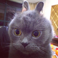 爱情公寓:不穿内衣别人就看不出身价?唐悠悠你