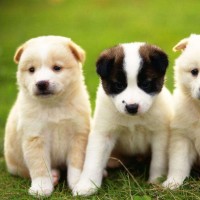 经典回顾 2010年世界杯1的8决赛德国4-1英格