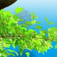 唐嫣全黑look现身机场