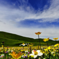 张学友现场教学张学友式震音唱法