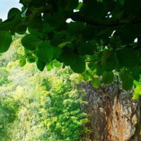 无意间听到一首很火的英文歌,终于找到了完整