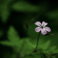 关晓彤走红地毯为了防止胸前走光把深V礼服居