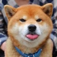 金毛一直大喘气,猫咪看着好尴尬