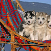 谈判官:黄子韬深情求婚,我却将关注点放在大幂