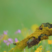 李子璇泪奔聊从小只能叫妈妈张老师