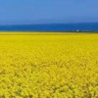 迷你世界:花花和阿甘到了哪里?阿甘除了嘴没冻