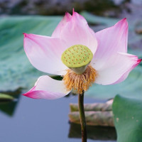 王者荣耀:张大仙李白,花式秀操作,走位你能拿我