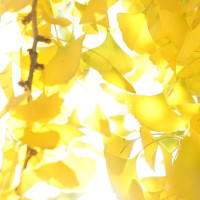 请问耄耋、饕餮、睚眦都怎么念 看一次笑一次