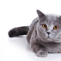 天师钟馗:钟馗的兄弟在人间听到了关于人鱼相