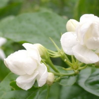 《狐妖小红娘》完全装备碾压,这个你要怎么打