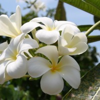 王者荣耀:超实用的李白触发大招技能教学