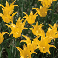 董卿如此亲切称呼嘉宾,上学时拼音不好导致发